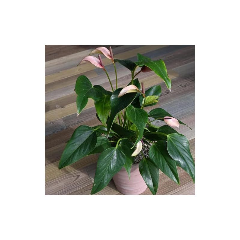 アンスリウム観葉植物1鉢 陶器鉢入りアンスリウム ジゾー 鉢植え アンスリューム WWW_GEBZETESISAT_COM_TR
