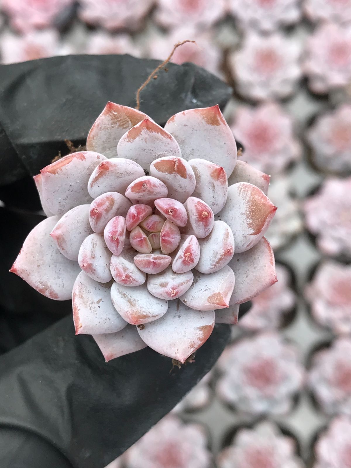 128株 E548-2 多肉植物 エケベリア 玉芙蓉 サボテン 観葉植物 花 園芸 レア種 土と根付きで - メルカリ