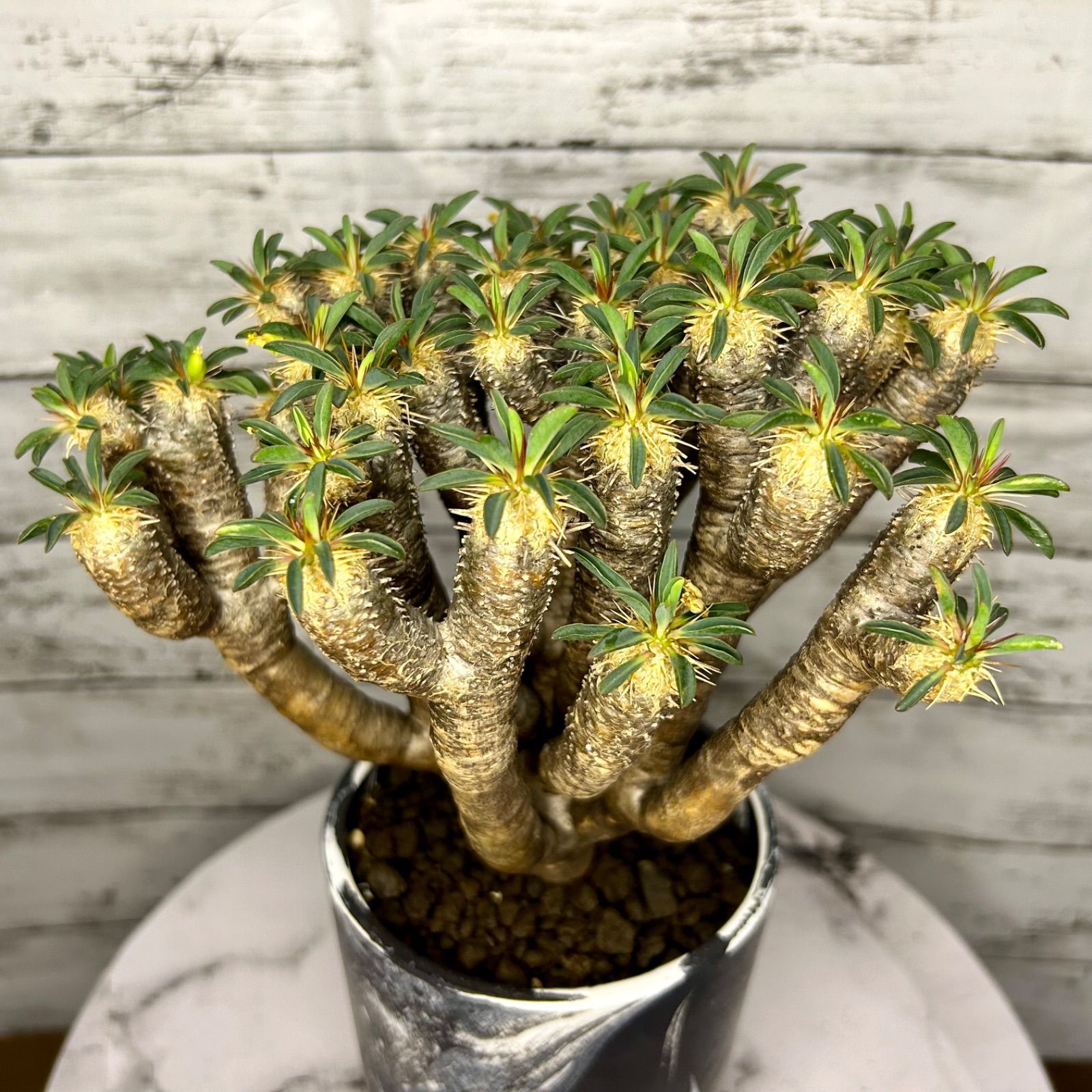ユーフォルビア ギラウミニアナ 現地株(ベアルート)発根済み 塊根植物 