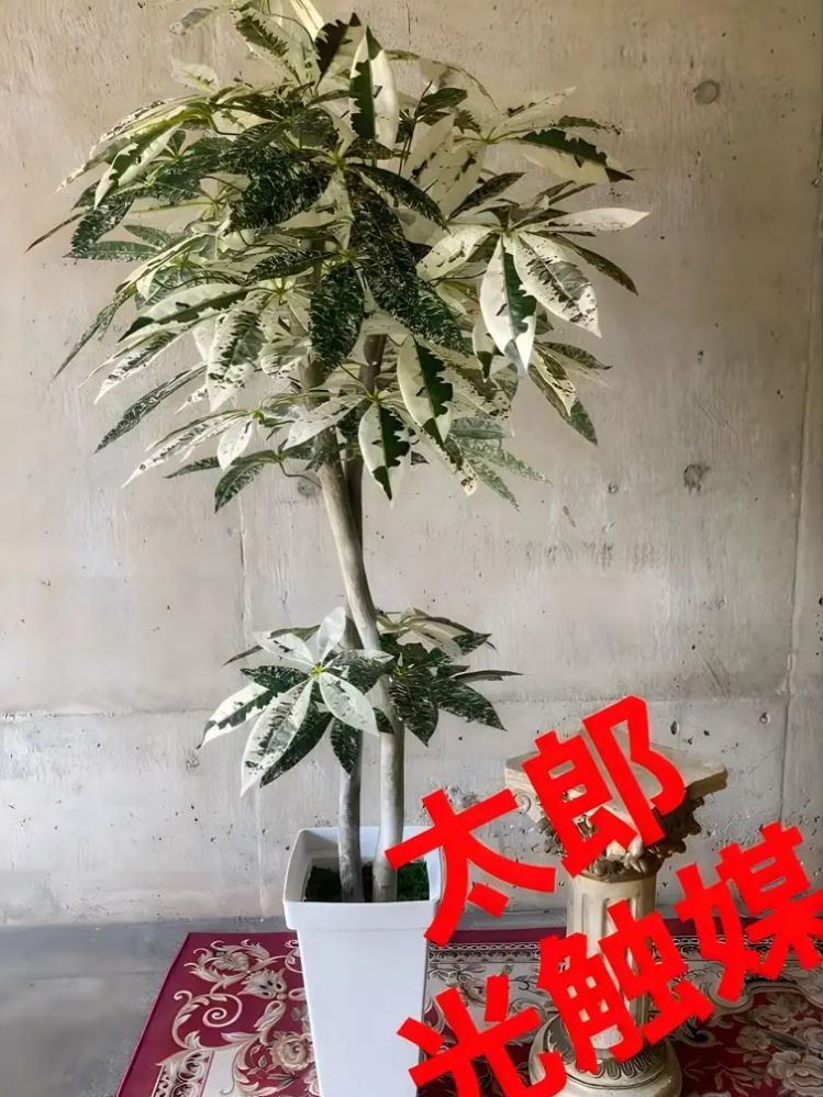 光触媒 人工観葉植物 ウォールグリーン フェイクグリーン 斑入りパキラ