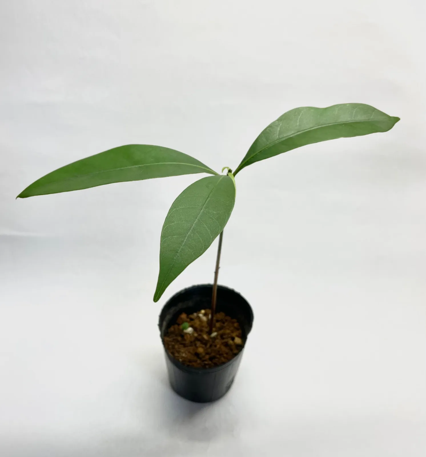 White dove様専用】マテバシイ 食用可 マテバ椎 15㎏+α 【公式通販】