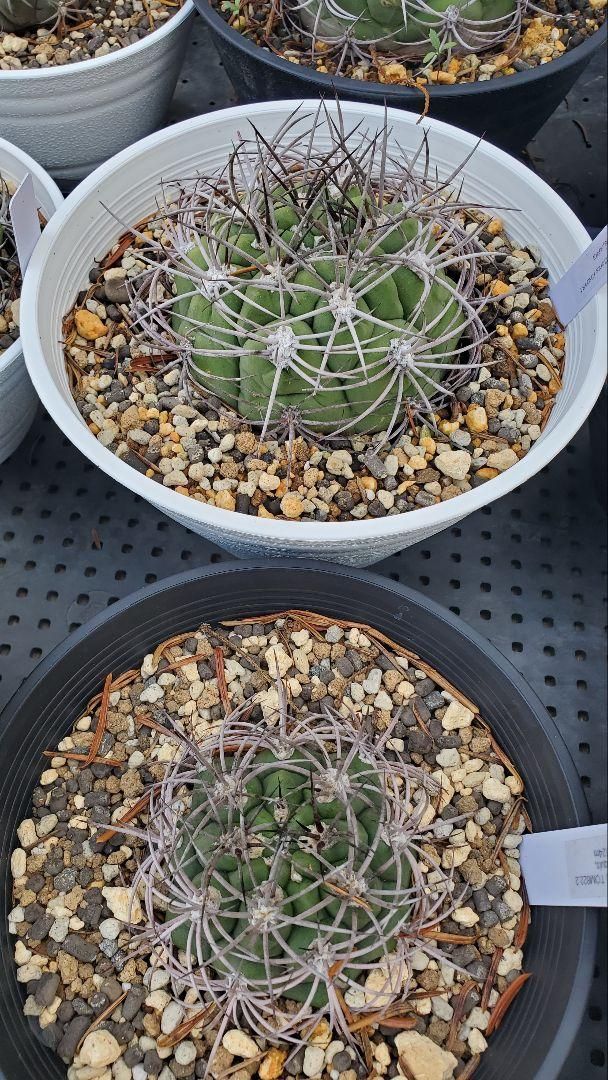 ギムノカリキウム サグリオニス