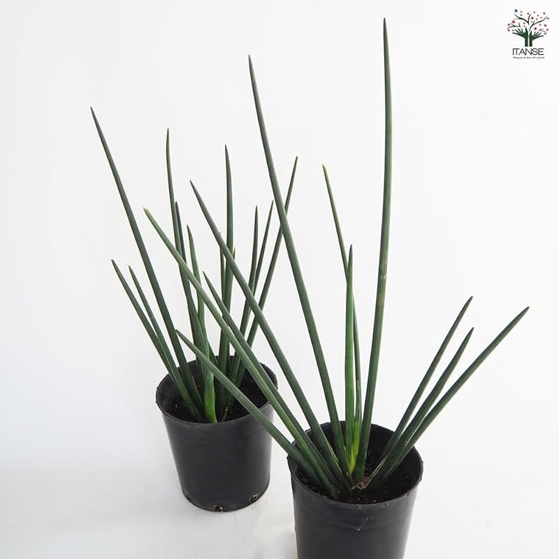 サンスベリア属