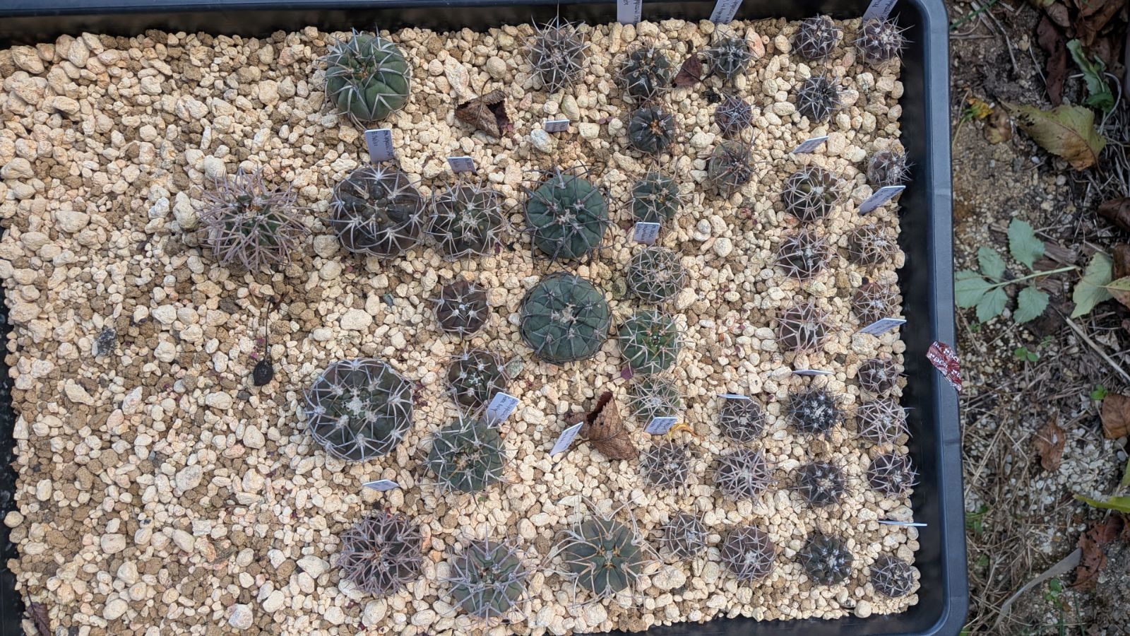 ギムノカリキウム スペガッツィーニ 天平丸 100苗以上セット