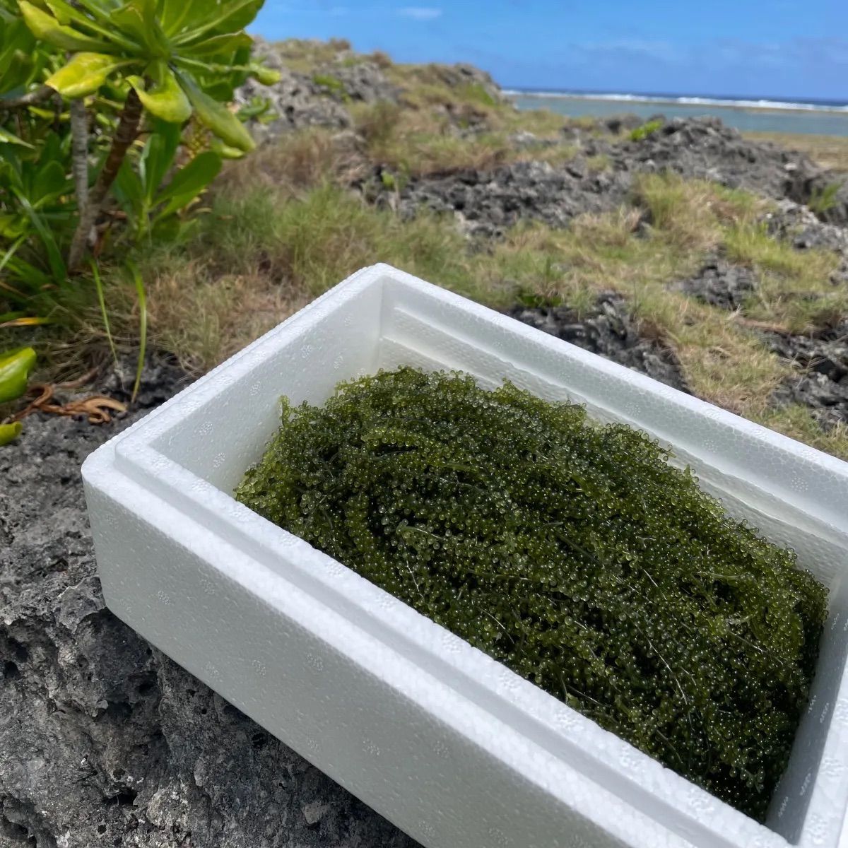 海ぶどう(茎付き) 奥武島産 ぷちぷち 2キロ 海ぶどう(茎付き) 奥武島産 ぷちぷち 2キロ - メルカリ