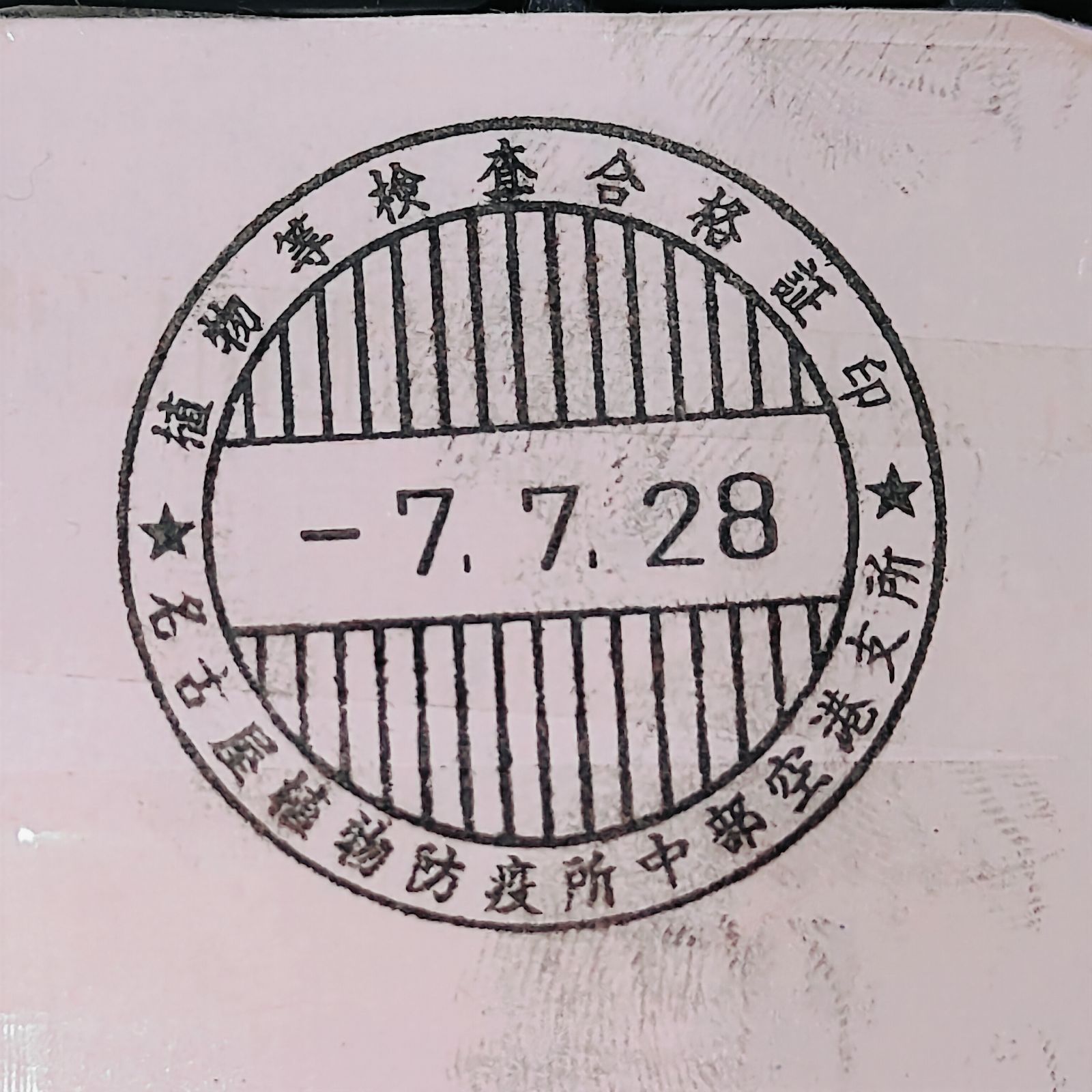 7月入荷 500粒 ユッカ ロストラータ 種 種子 植物検疫証明書 YUZUMIYA_COM