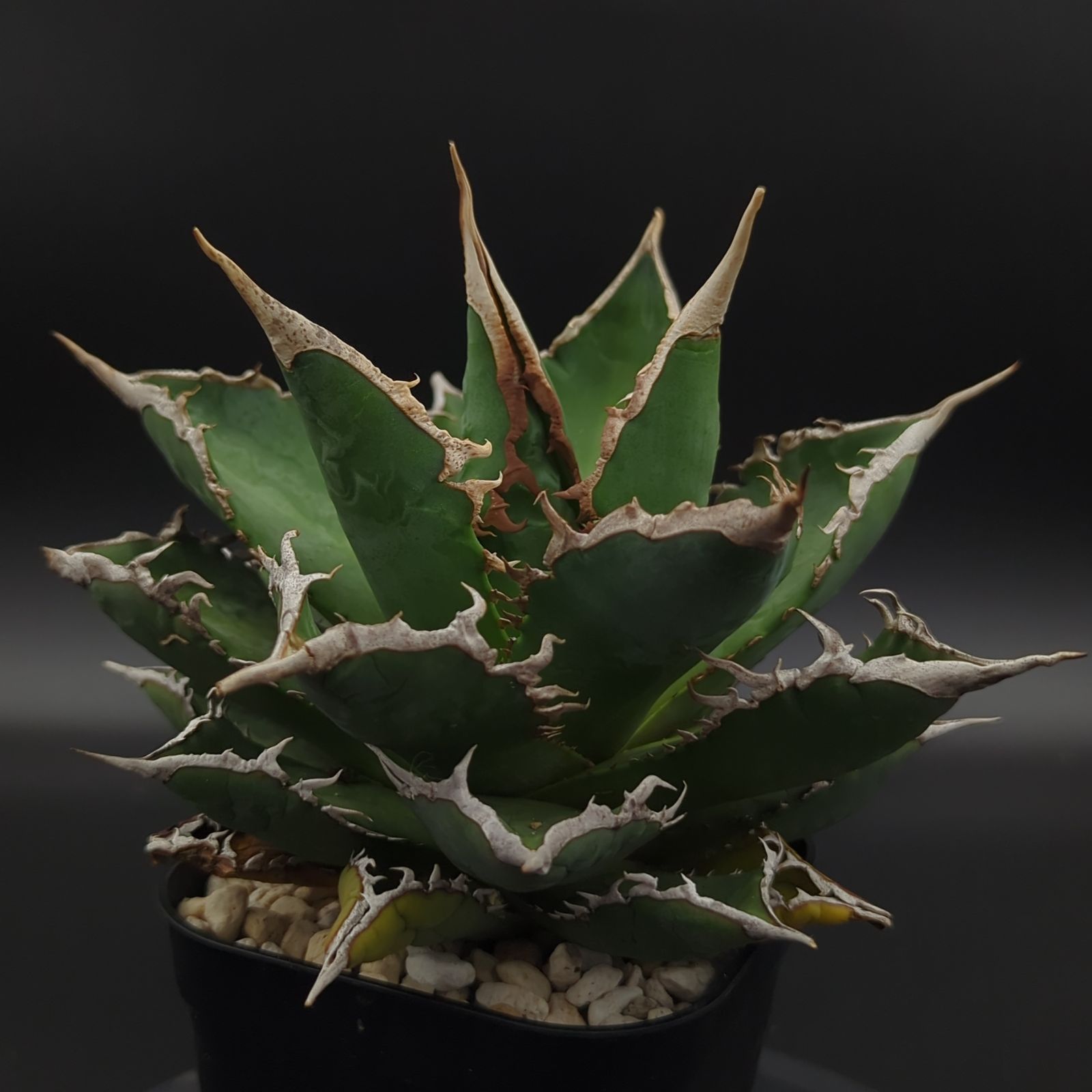 アガベ チタノタ 海王 アガベ チタノタ 海王 親株 agave titanota 100