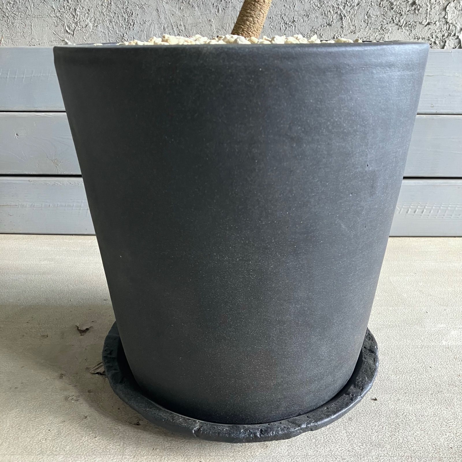 特大 曲がり仕立て