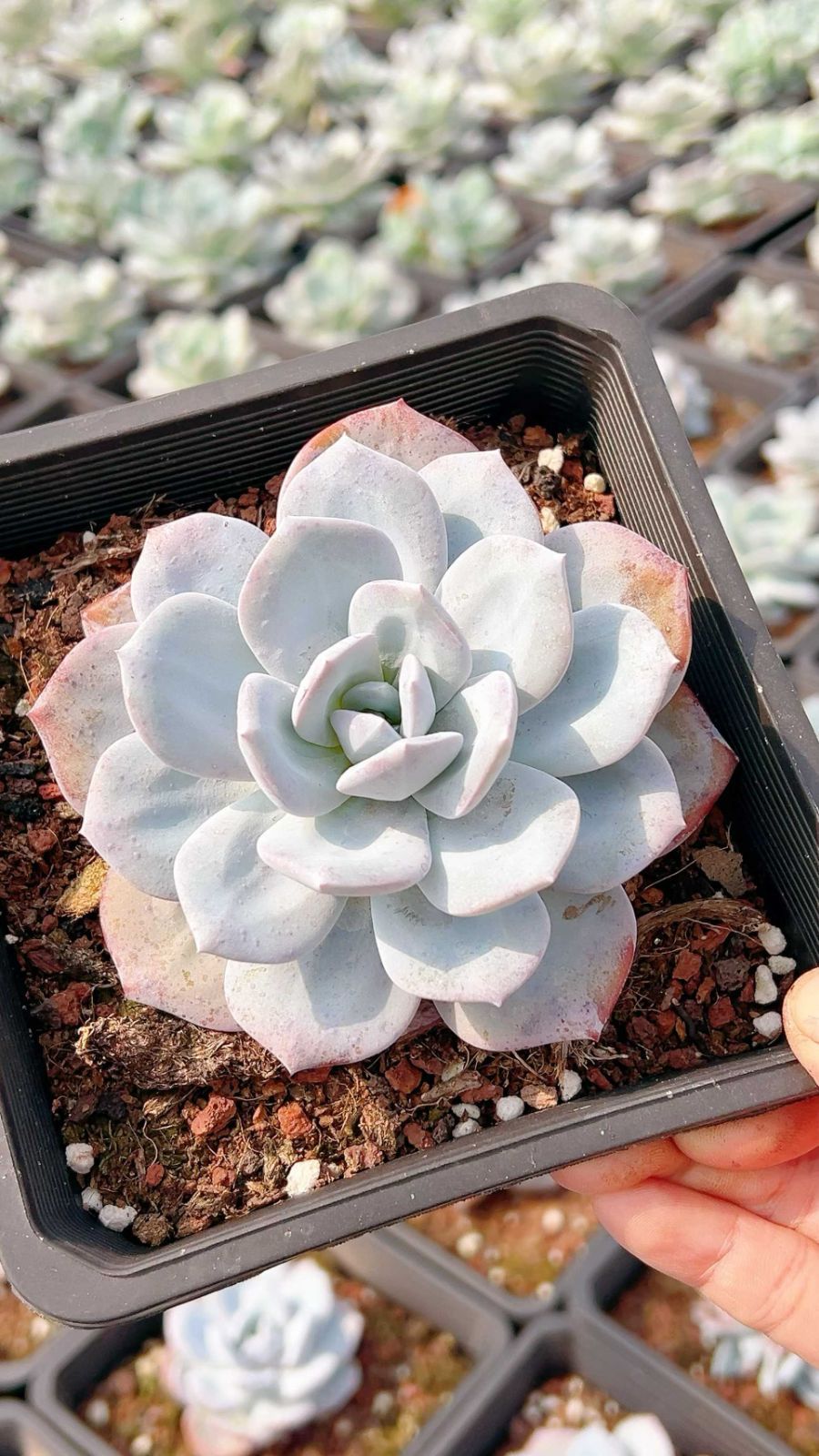 多肉植物 韓国苗 エケベリアmix苗 ゆうパック発送 1セットのみ‼️ 12株の抜き苗セット】ミルクティー 多肉植物 佐川急便発送
