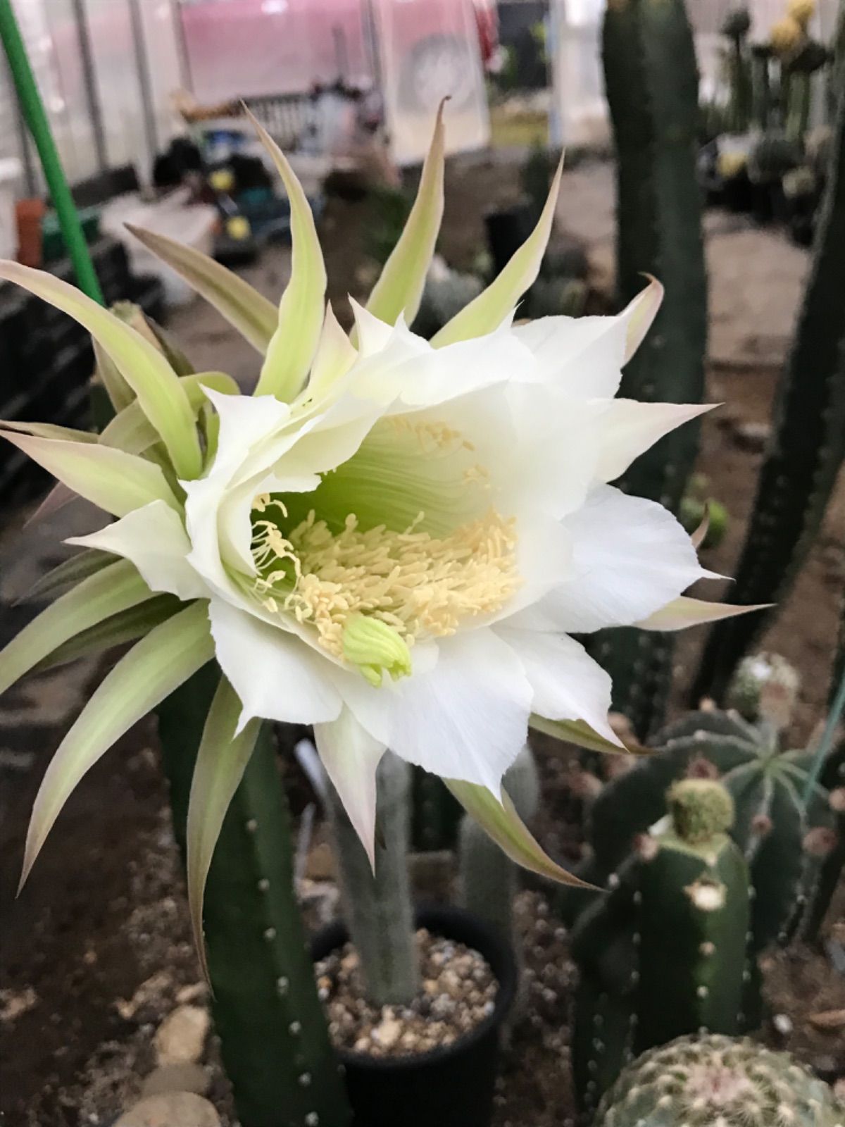 エリオケレウス属「花袖(実生)」☆柱サボテン☆大輪花☆接木に最適