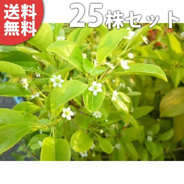 苗|苗木 25本セット ソヨゴ 樹高0.3m前後 10.5cmポット そよご 常緑樹庭木 苗木 苗 植木 庭木 生け垣 kb 25本 25