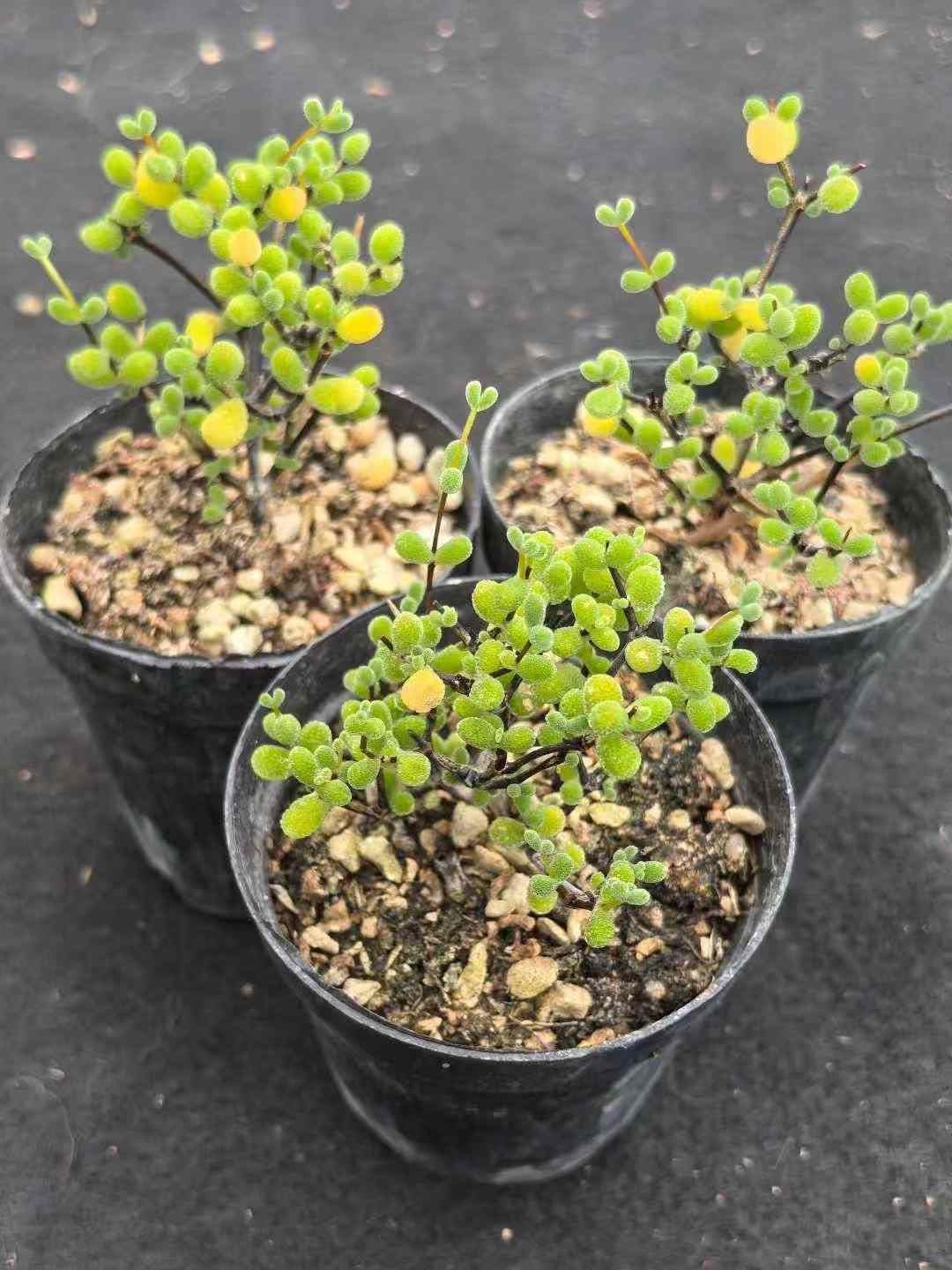 ドロサンテマム