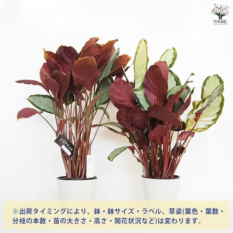 中南米●葉の中央に銀白色の斑が入り