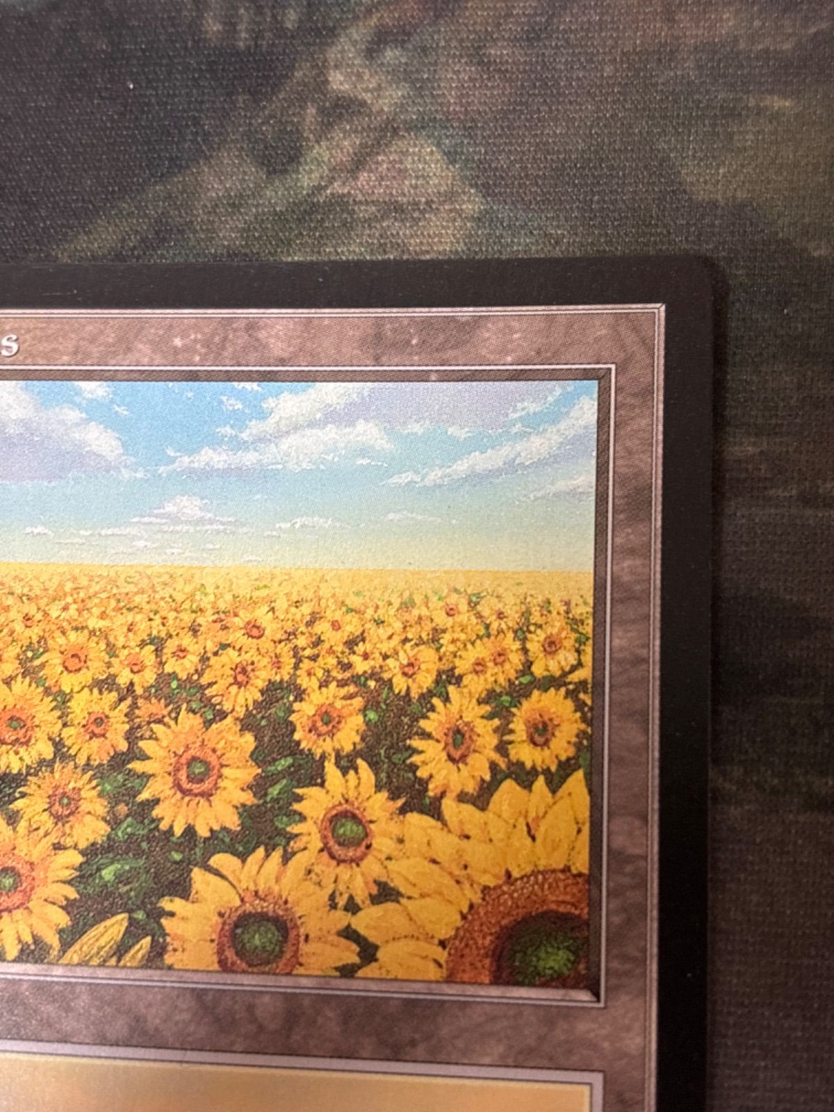 nv17 55 APACランド 平地/Plains Illus.Ron Spears ひまわり