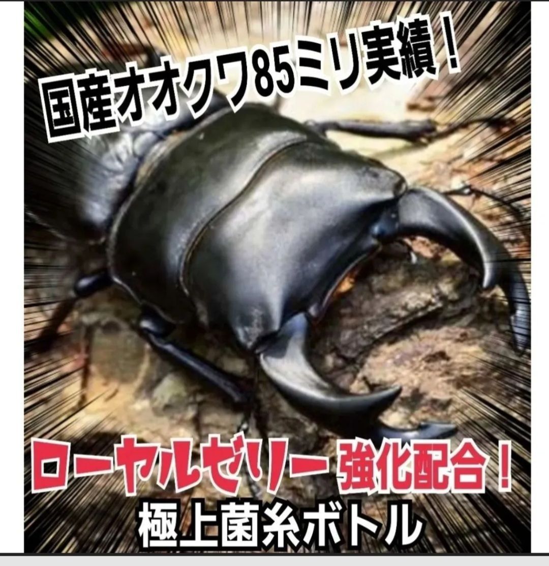 極上！ヒマラヤひらたけ菌糸瓶 800ml【2本セット】ニジイロ