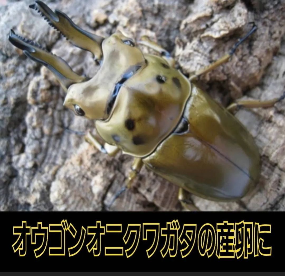 極上！植菌カワラ材【8本セット】クワガタの産卵にはコレが最強です