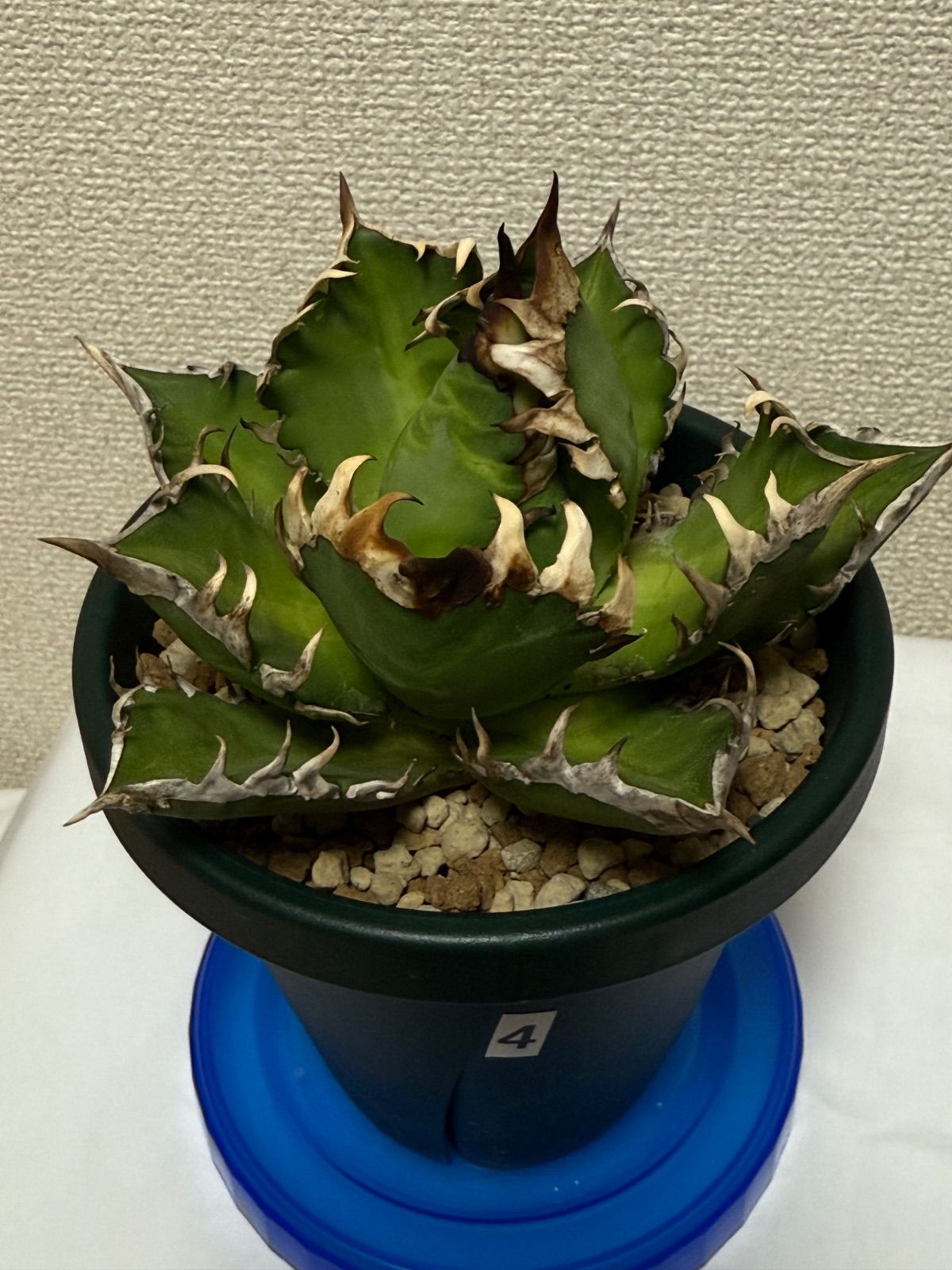 アガベ　チタノタ　オテロイ　赤猫　ゴリ猫　超コンパクト　ボールタイプ　4 アガベ チタノタ オテロイ レッドキャットウィーズル ゴリ猫