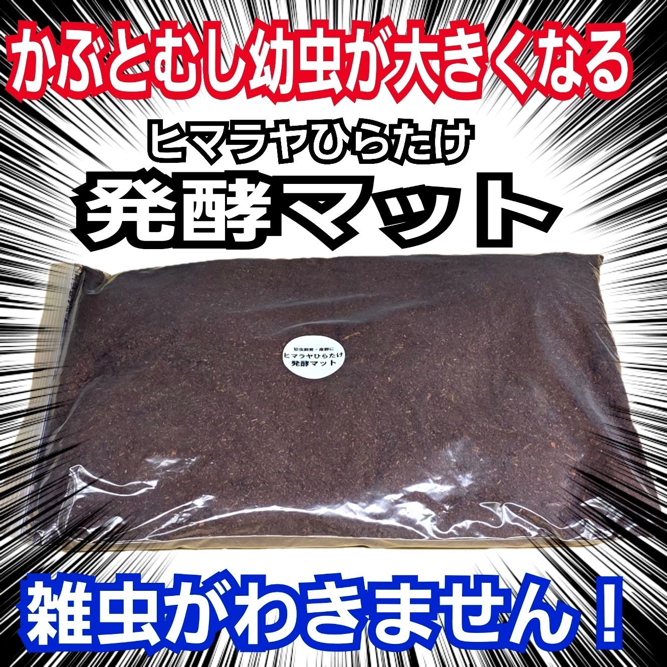 カブトムシ幼虫が大きくなります！ 国産かぶと88ミリ羽化実績