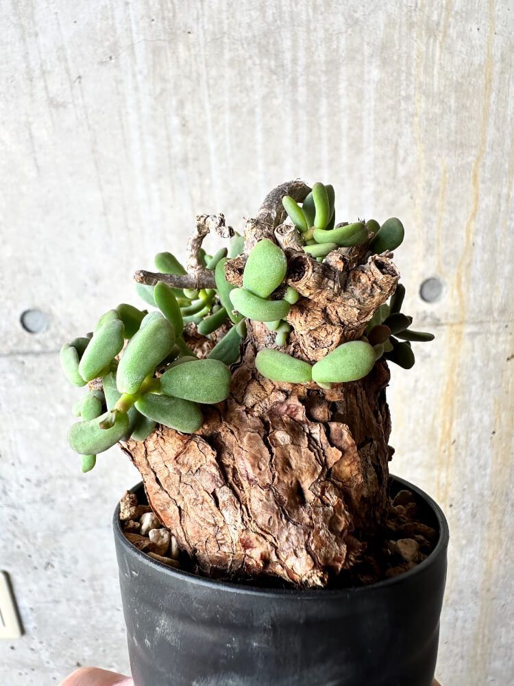 1円スタート」 Ceraria pygmaea 2 / ケラリア ピグマエア