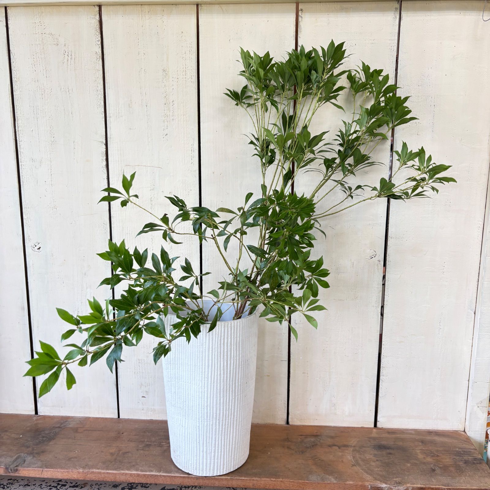 アセビ（馬酔木）切枝90㎝くらい約2本 生花 枝物 - メルカリ