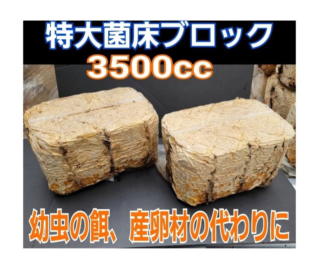 カブトムシ幼虫の栄養強化に抜群キクラゲ菌床ブロック【14個】マットに