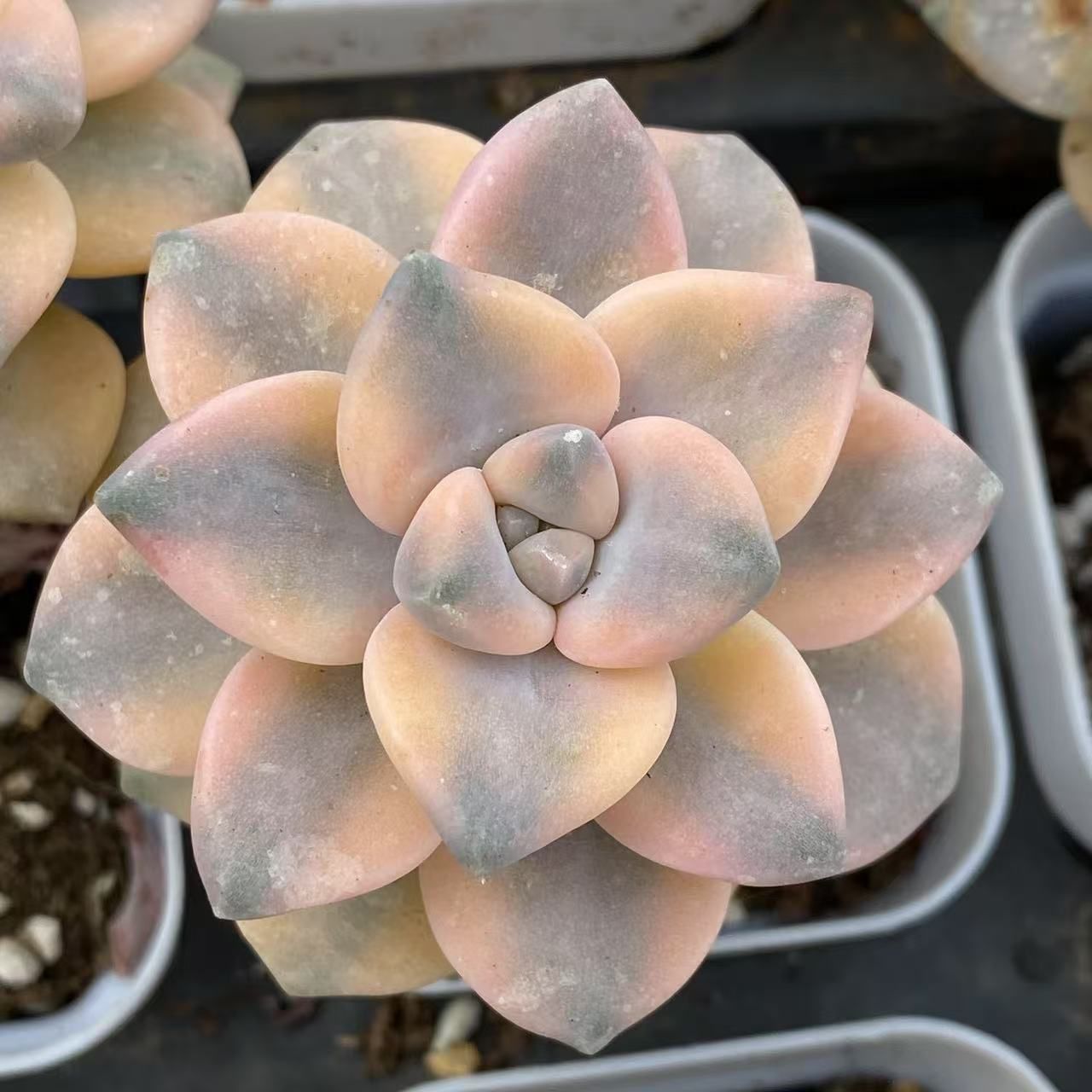ベ*コ様 C2040×35株 ジプシー錦 抜き苗 多肉植物 エケベリア サボテン 楽天市場】エレン錦 カット苗 グラプトベリア Mサイズ 5.5cm