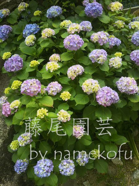 F【ポットで発送】紫陽花 2025年挿し木苗（1節株） 1ポット