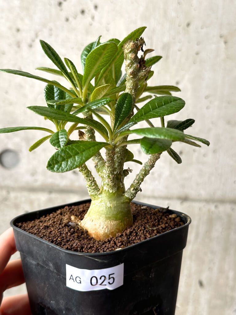 ドルステニア ギガス 実生 Dorstenia GIGAS 実生