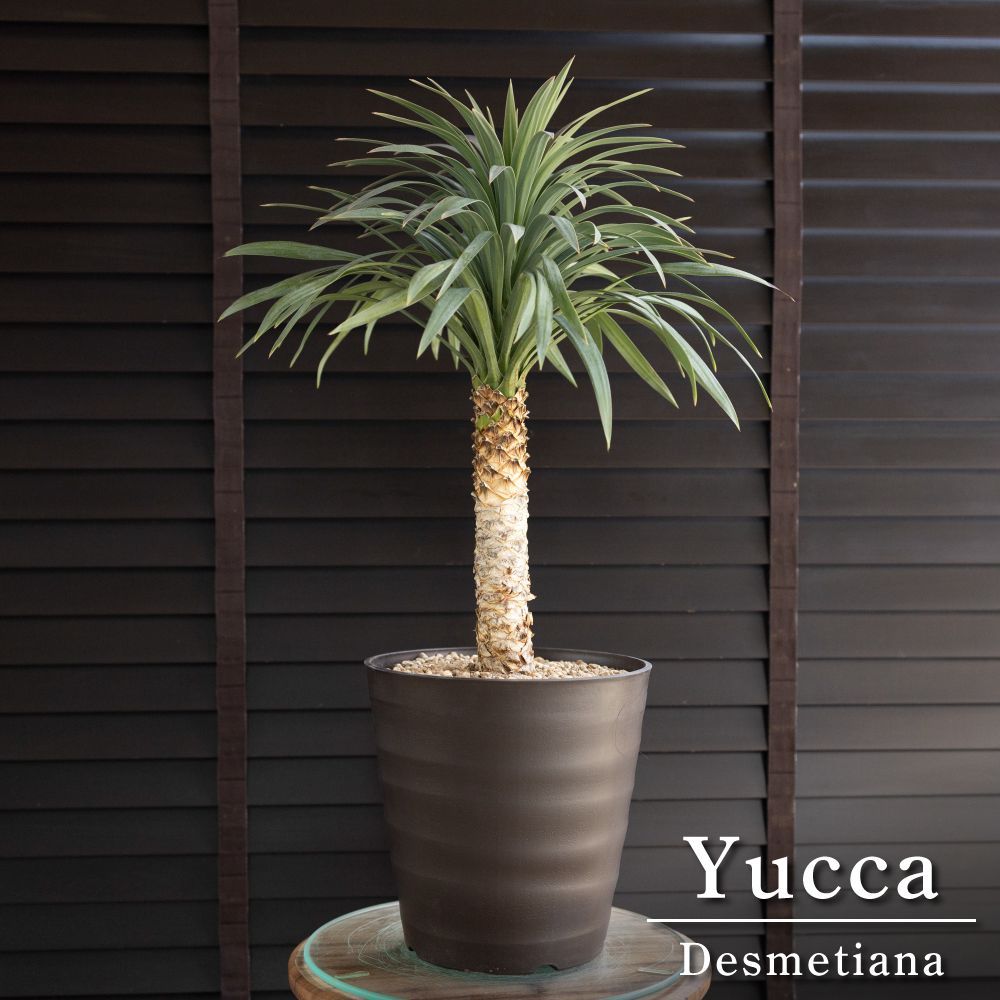 京都産 庭石 大江山 約400kg 観賞石 日本庭園 京都産 庭石 大江山 約400kg 観賞石 日本庭園