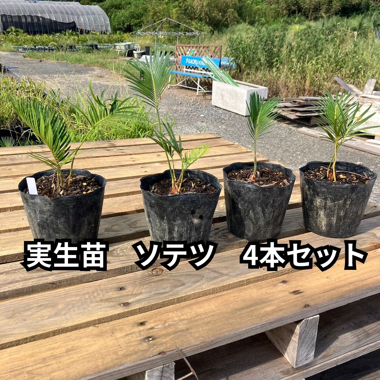 2024実生苗セット❤️4センチポット 2024実生苗セットz⚠️ 4センチポット