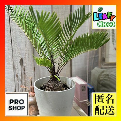 ⭐メキシコソテツ⭐(特大！重量級！) 観葉植物 メキシコ ソテツ