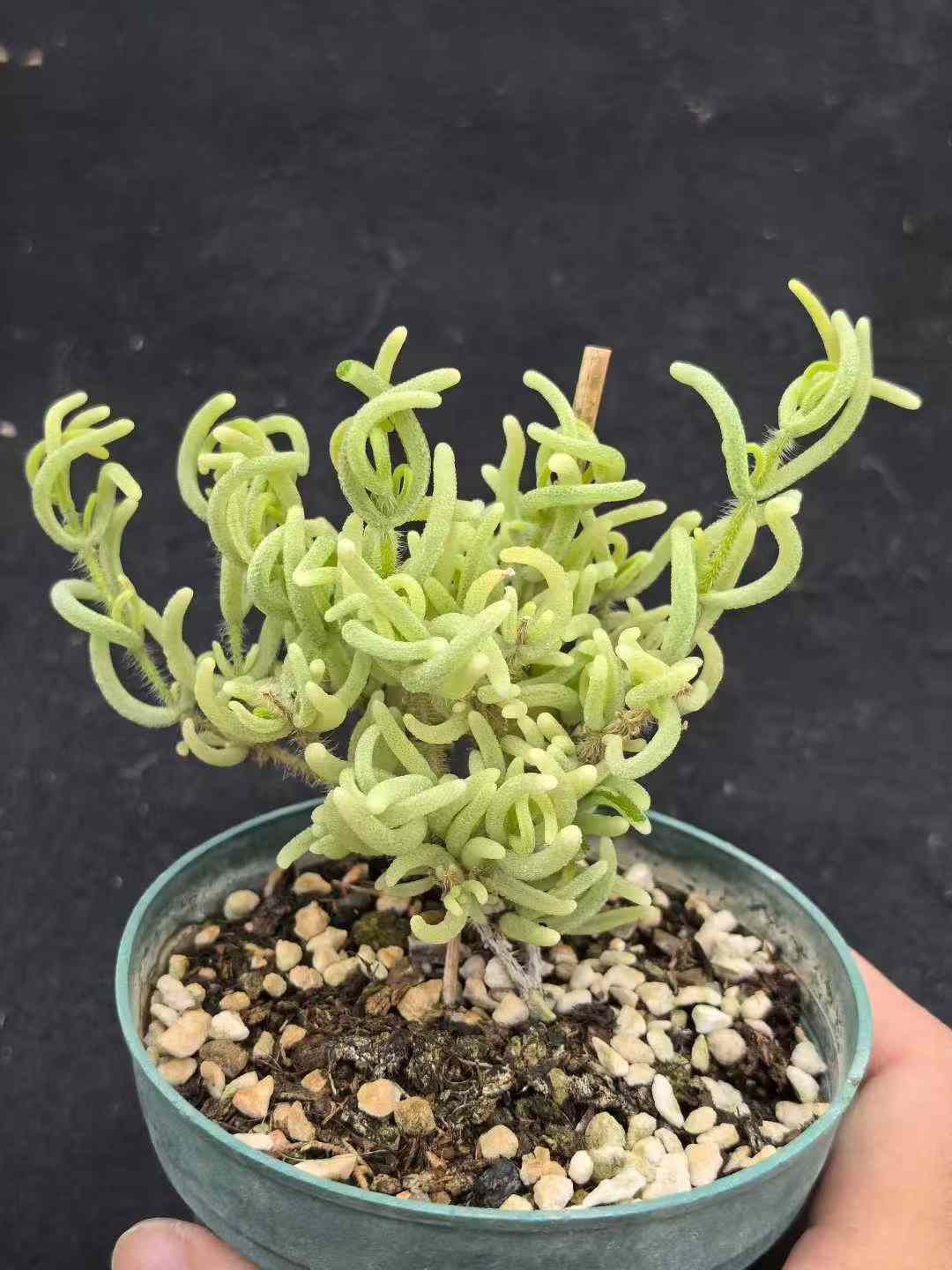 18鉢の土鉢付きセット ドロサンセマム エブルネウム スパークリング 多肉植物 佐川急便発送 エケベリア 韓国苗 MY729