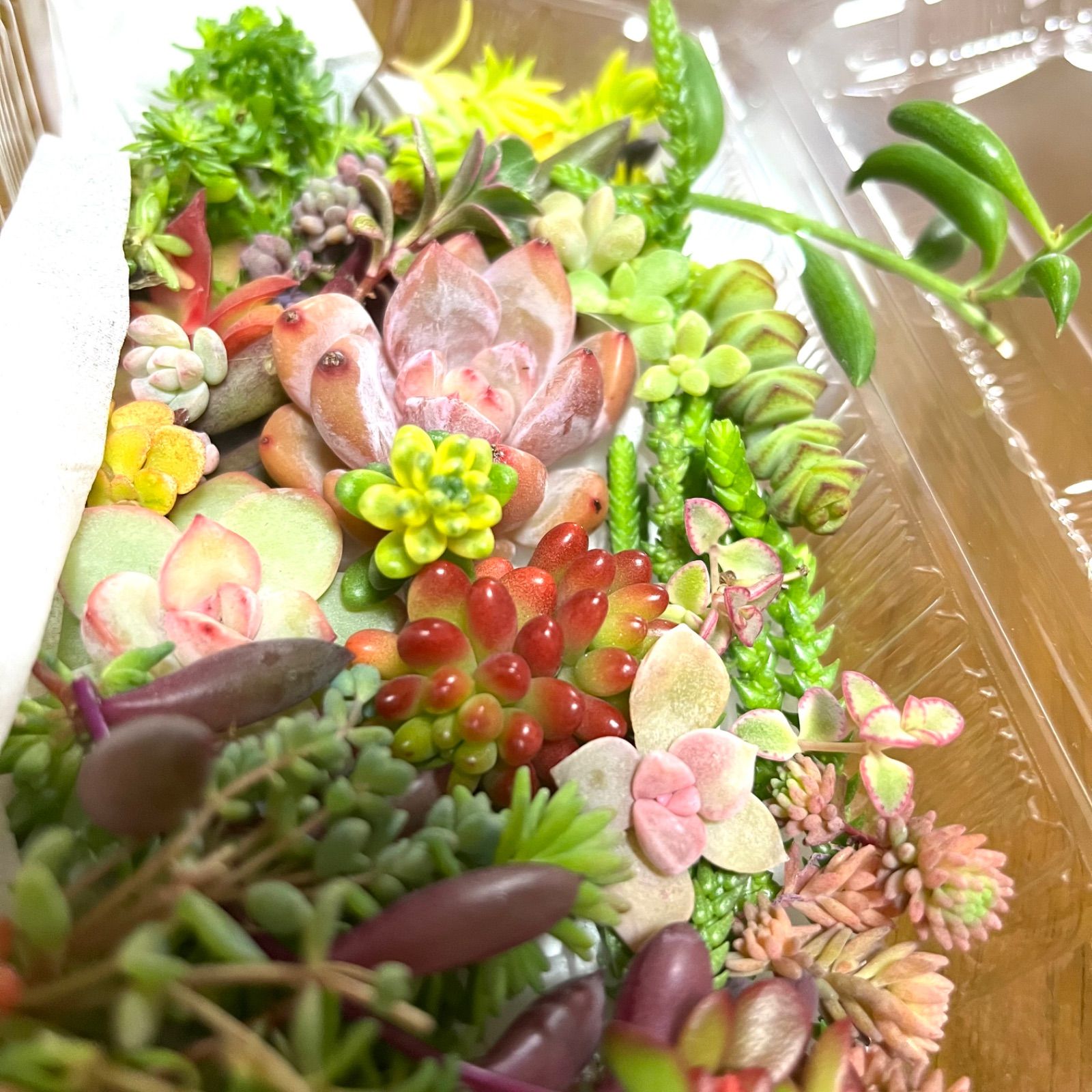 多肉植物カット苗詰め合わせ 多肉植物寄せ植えセット エケベリア