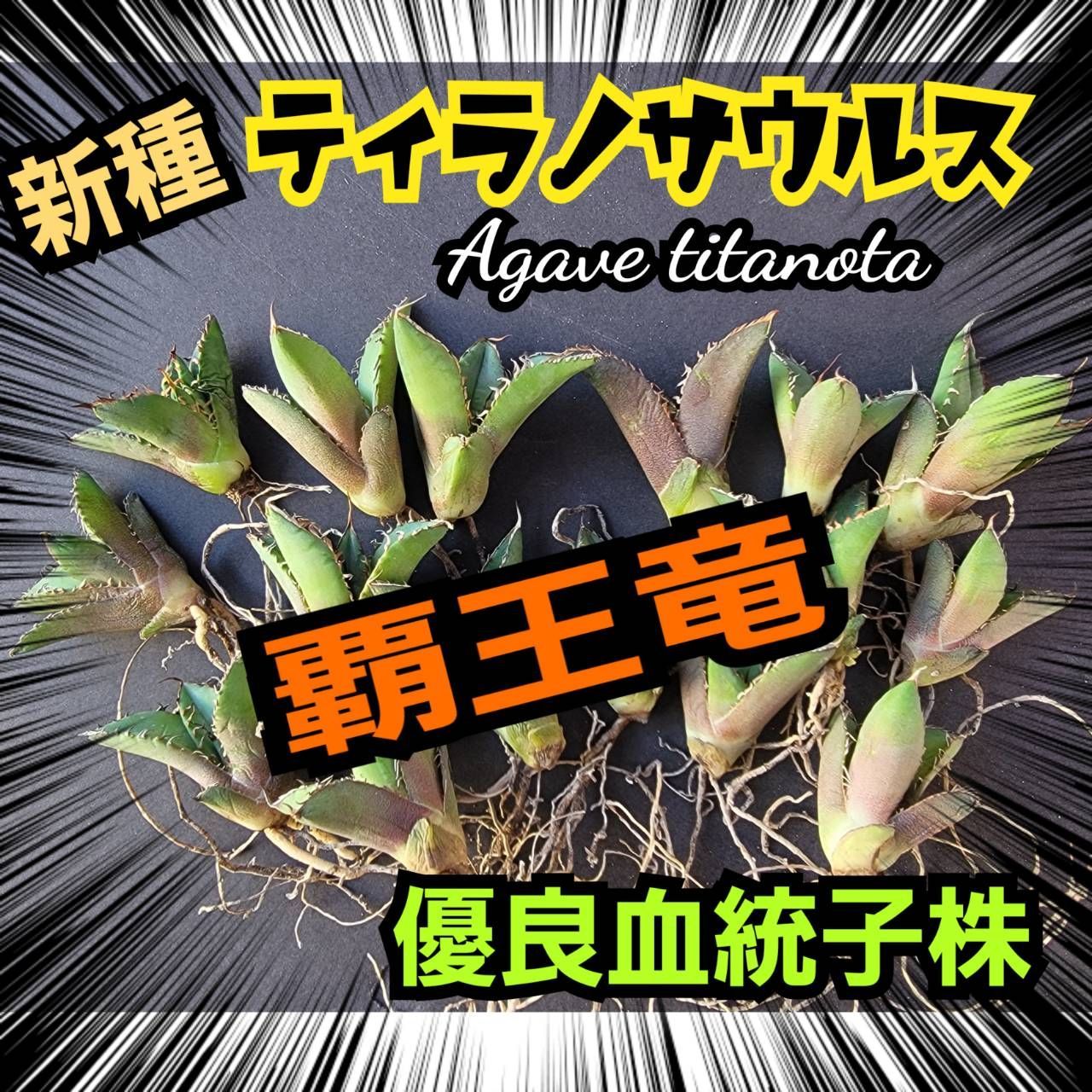 アガベ チタノタ 覇王竜 【厳選3株セット】ティラノサウルス