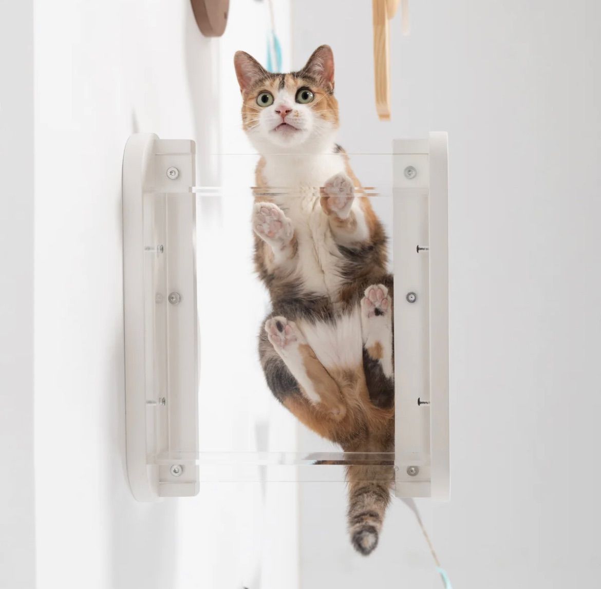 MYZOO MOKU 雲 キャットステップ 猫 透明 クリア（透明）キャットステップ】MYZOO-MOKU（全2色）