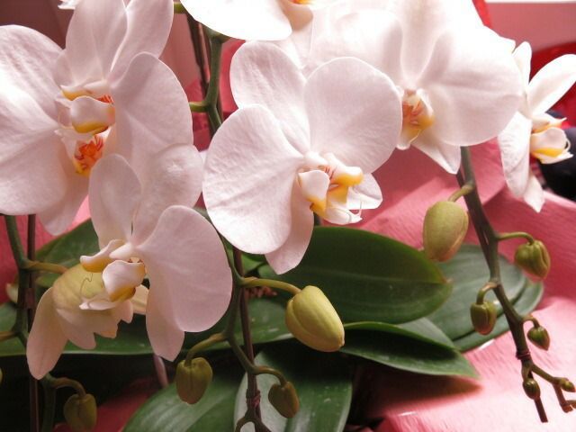 かわいい胡蝶蘭 花言葉は幸福が飛んでくる♪