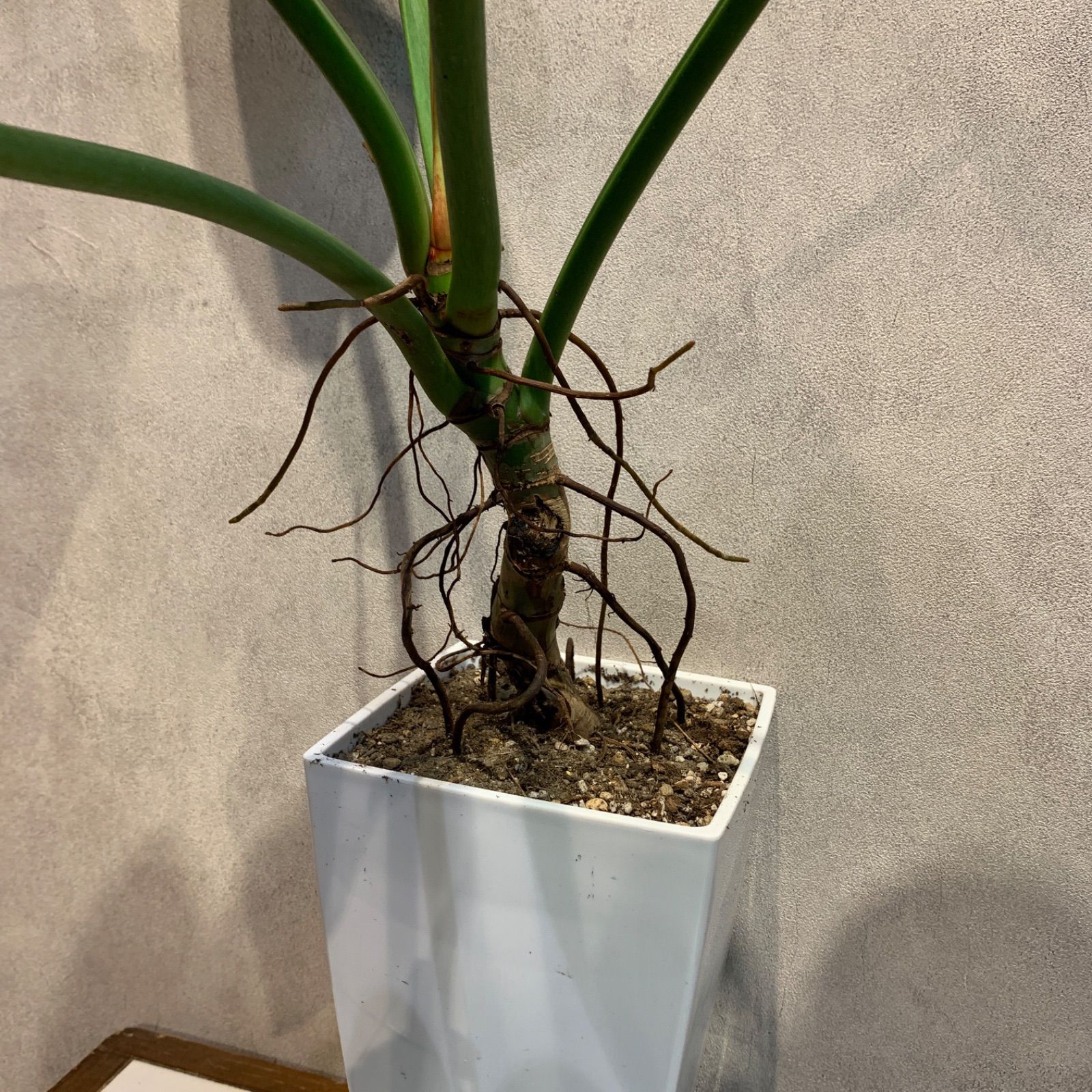 観葉植物 オーガスタ 根上がり 希少