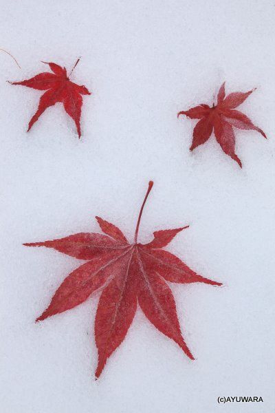  アートフォト 絵画 新雪と落ち葉8 高橋真澄 インテリア 額入り 額装込 風景画 油絵 ポスター アート アートパネル リビング 玄関 プレゼント モダン アートフレーム 飾る Mサイズ おしゃれ 壁掛け 絵 写真 その他