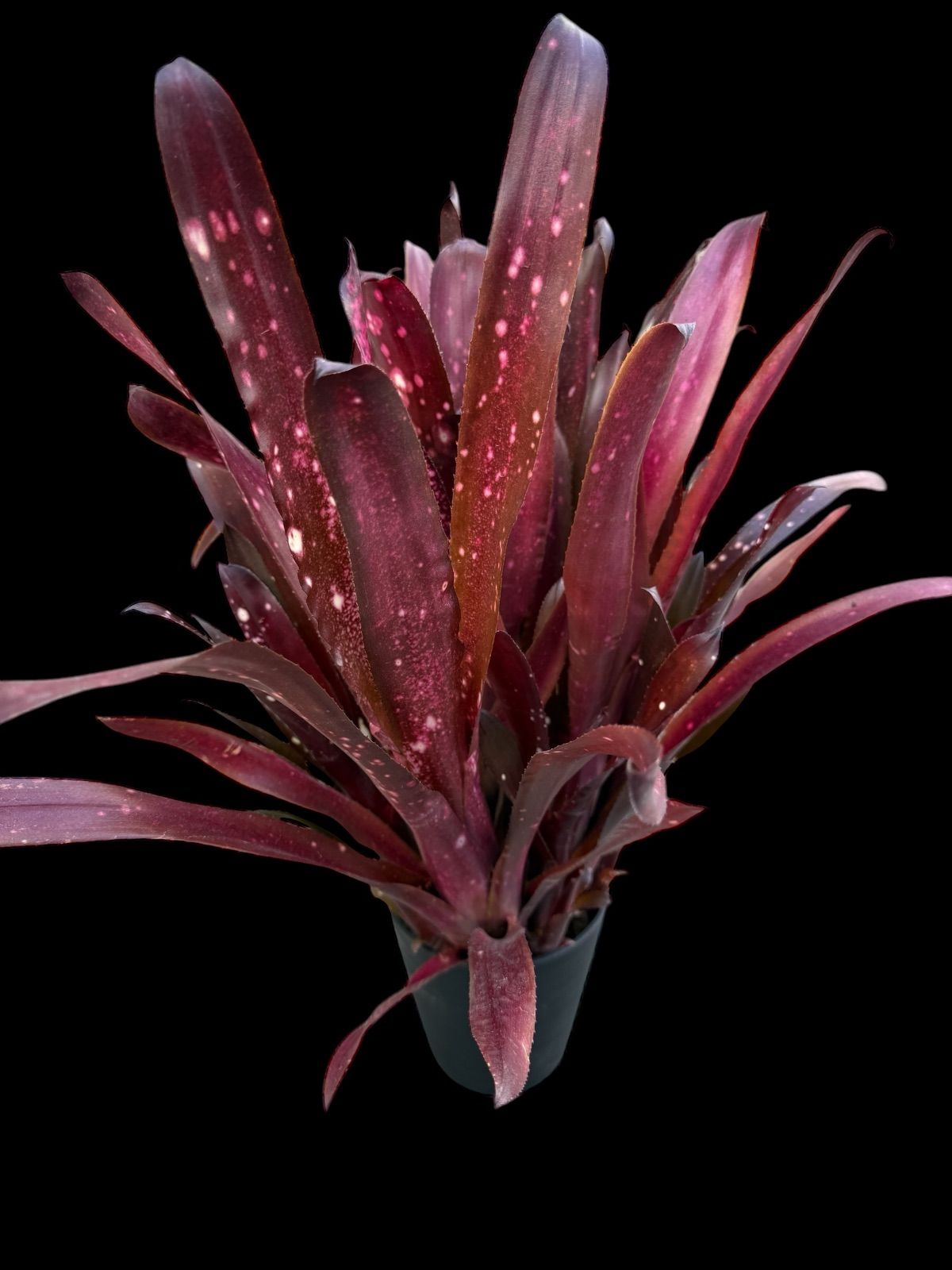 トミカリミテッドヴィンテージネオ クラウン グロリア