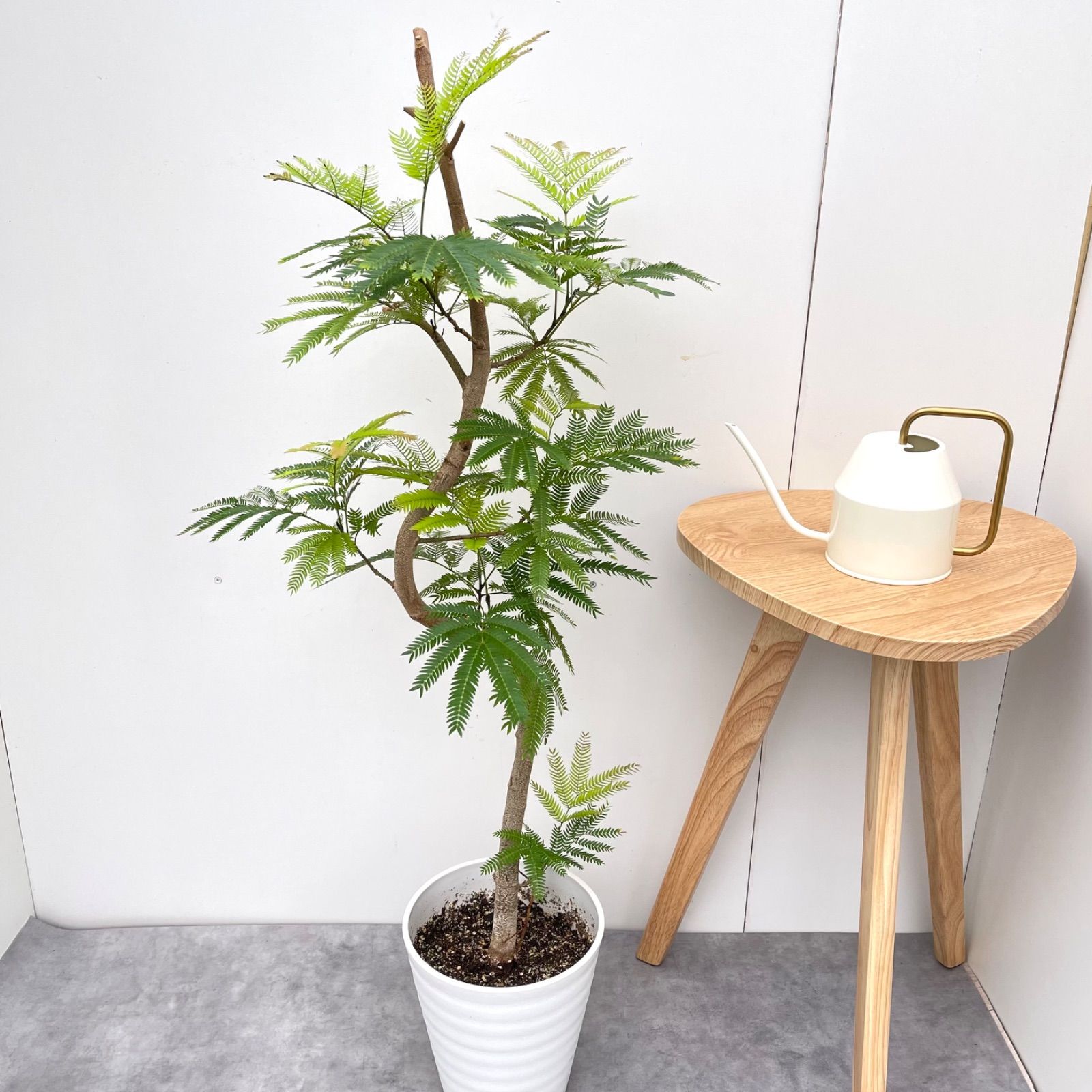 観葉植物 エバーフレッシュ 曲がり 6【現品】観葉植物 室内 7号