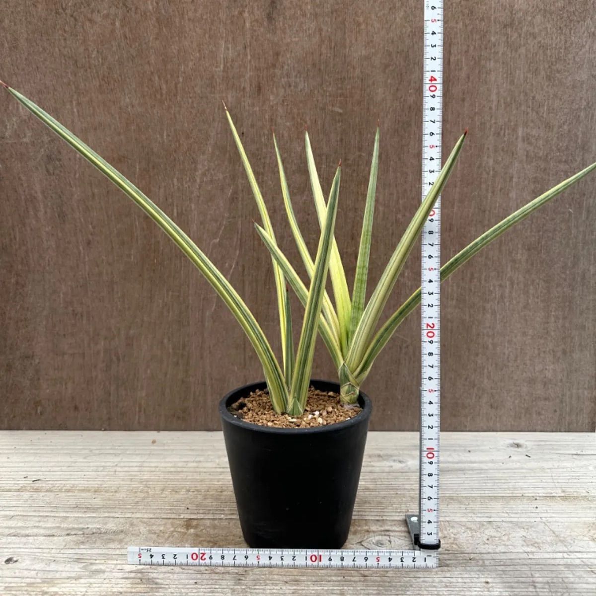 サンセベリア ロイヤルクラウン 斑入 Sasevieria royal crow サンセベリア ロイヤルクラウン 斑入 Sasevieria royal crow