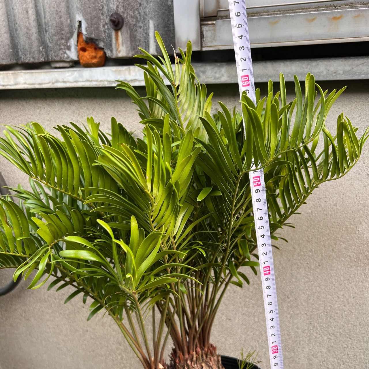 現品】ザミア・フロリダーナ 多頭株 10号 白鉢（1） ザミア