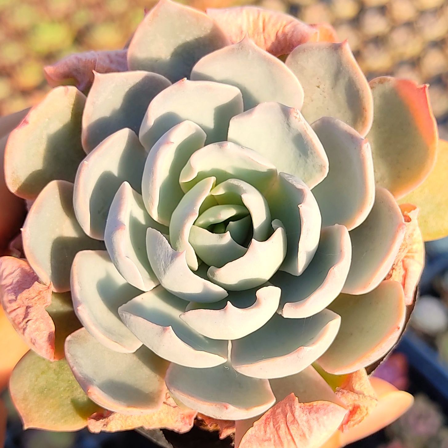 多肉植物 エケベリア ブルーヘロン 抜き苗 - メルカリ