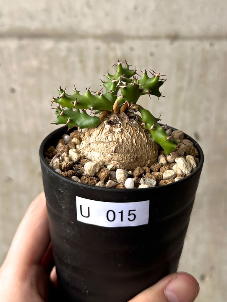 現品限り ユーフォルビア スクアローサ 奇怪ヶ島 U15 Euphorbia squarrosa 植物 塊根植物 夏型 コーデックス