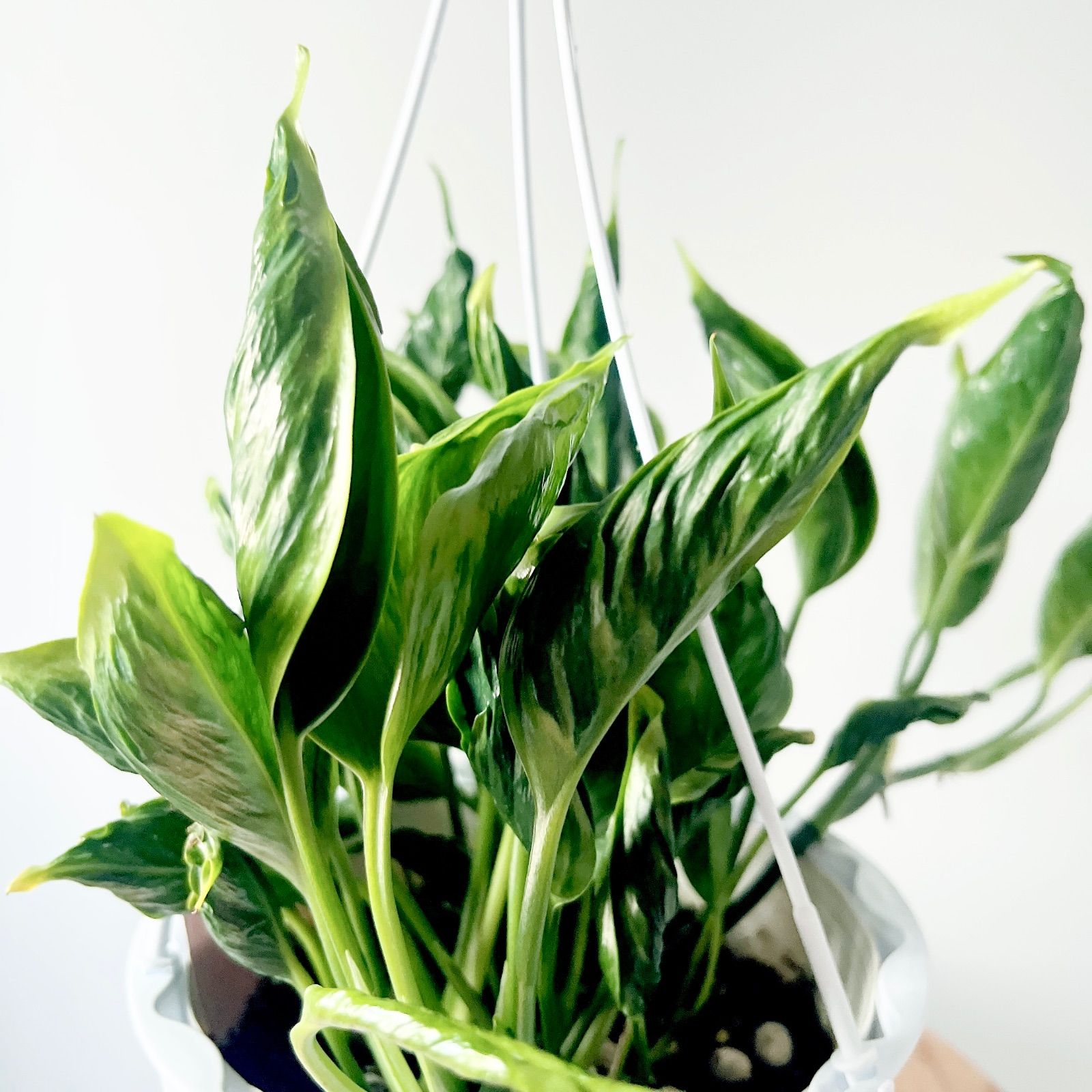 希少ポトス テルノシャングリラ 観葉植物 吊り下げ calm cafe