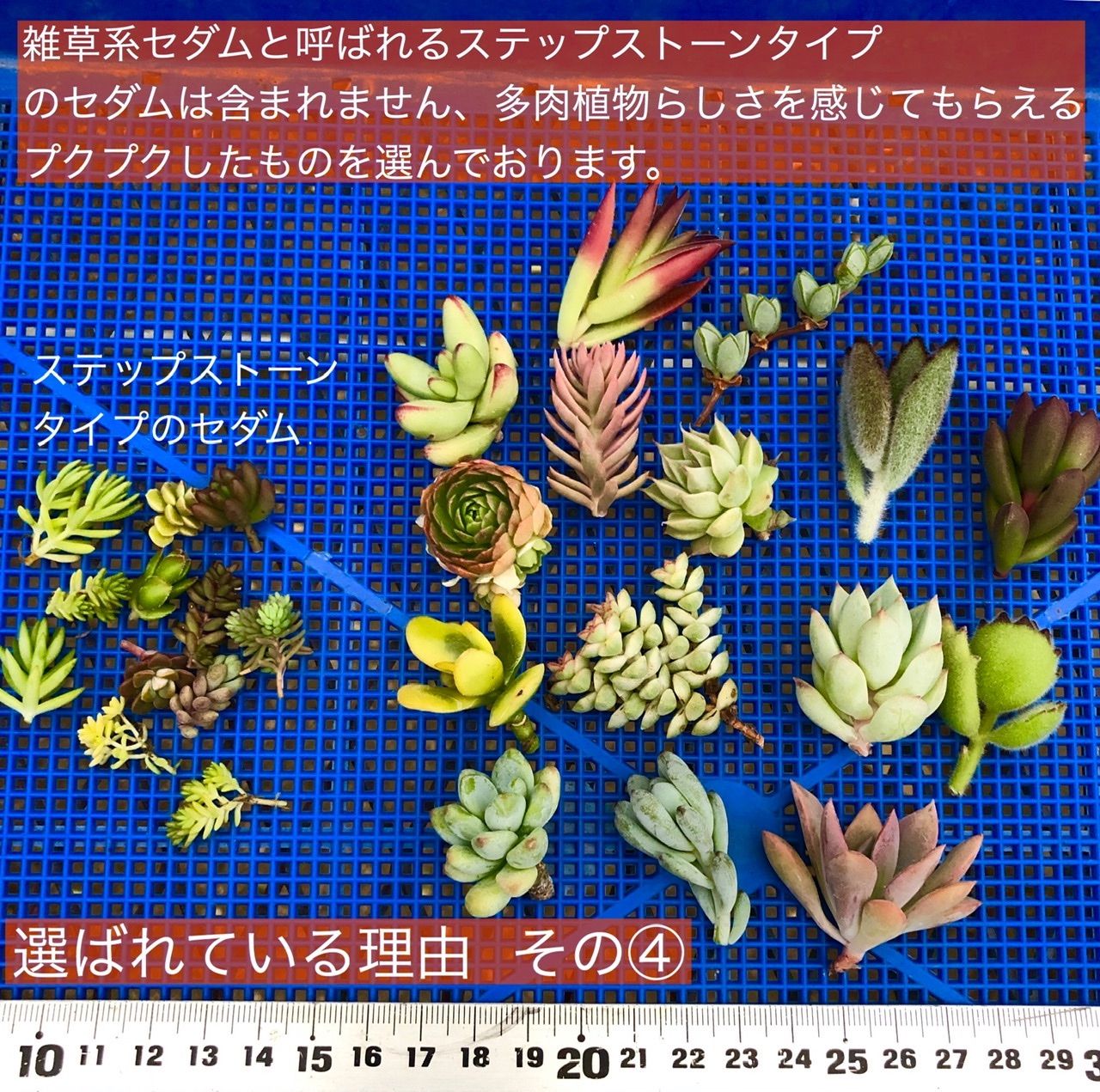 28多肉植物 カット苗 15品種 【超特価】 - エケベリア・セダム