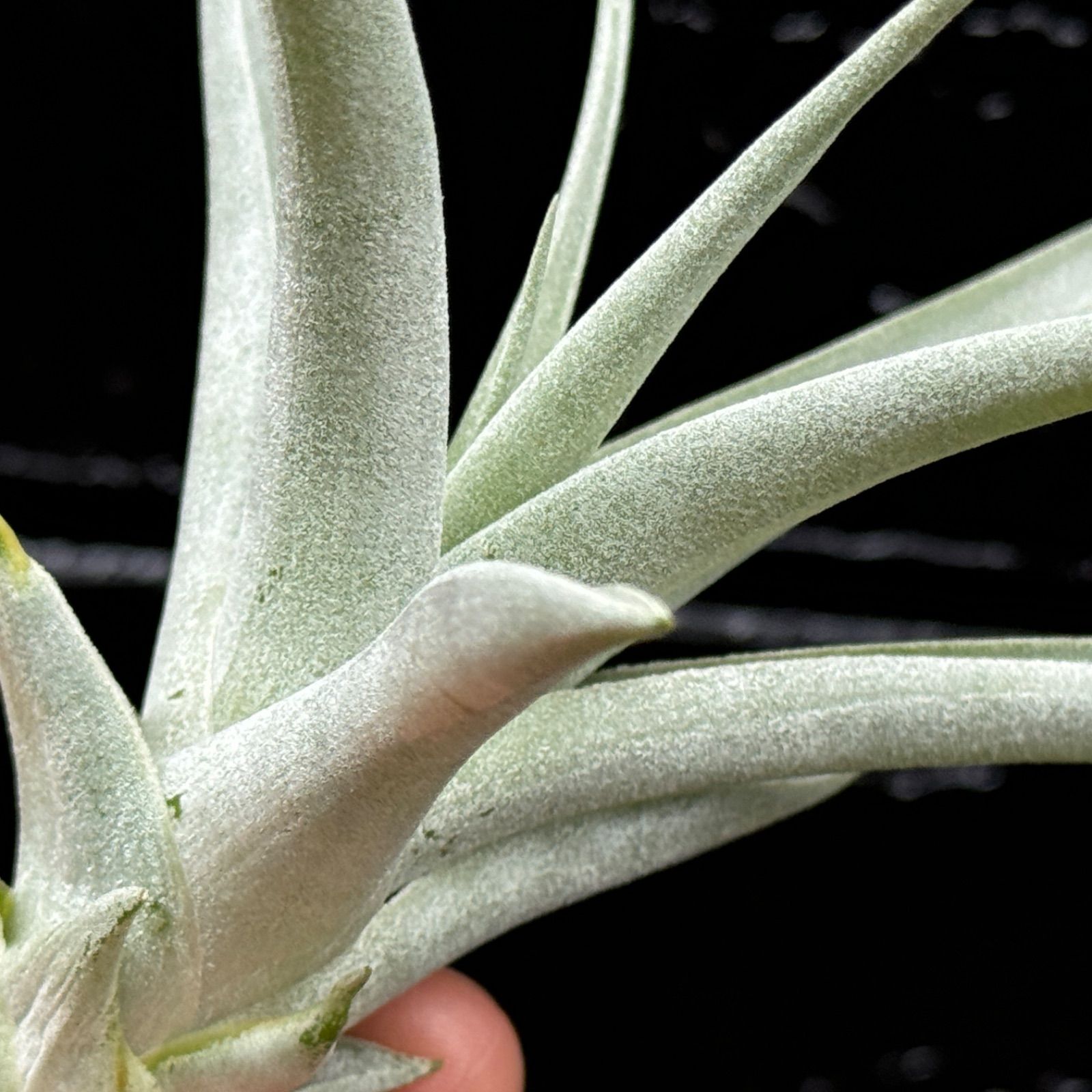 チランジア ハリシー × キセログラフィカ チランジア ハリシー × キセログラフィカ Tillandsia harrisii