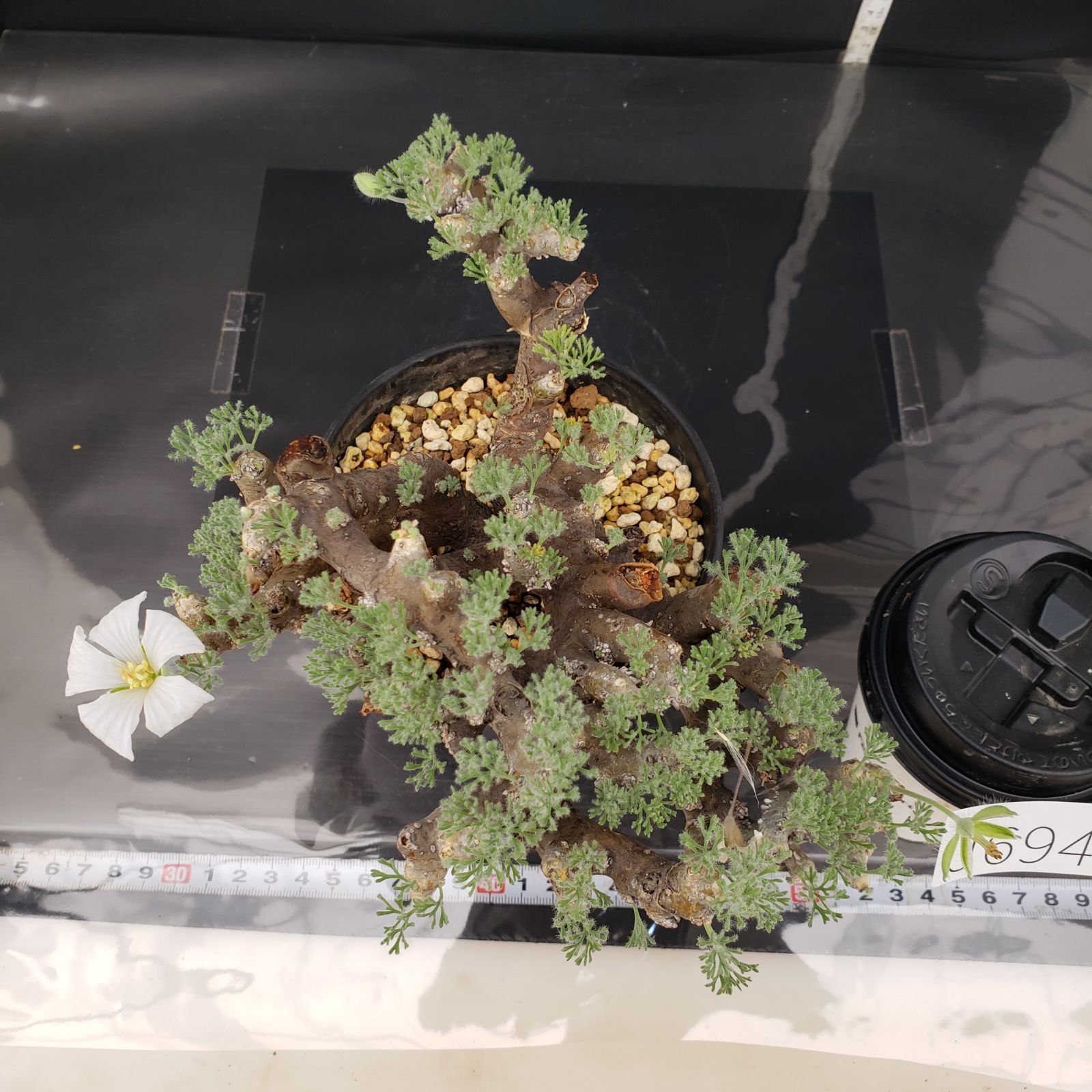 ヲ8565 「塊根植物」モンソニア ムルチフィダ 抜き苗【Monsonia