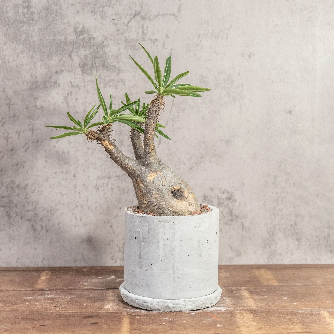 グラキリス｜ゴツゴツ質感が魅力の荒肌株 モルタル鉢仕立て