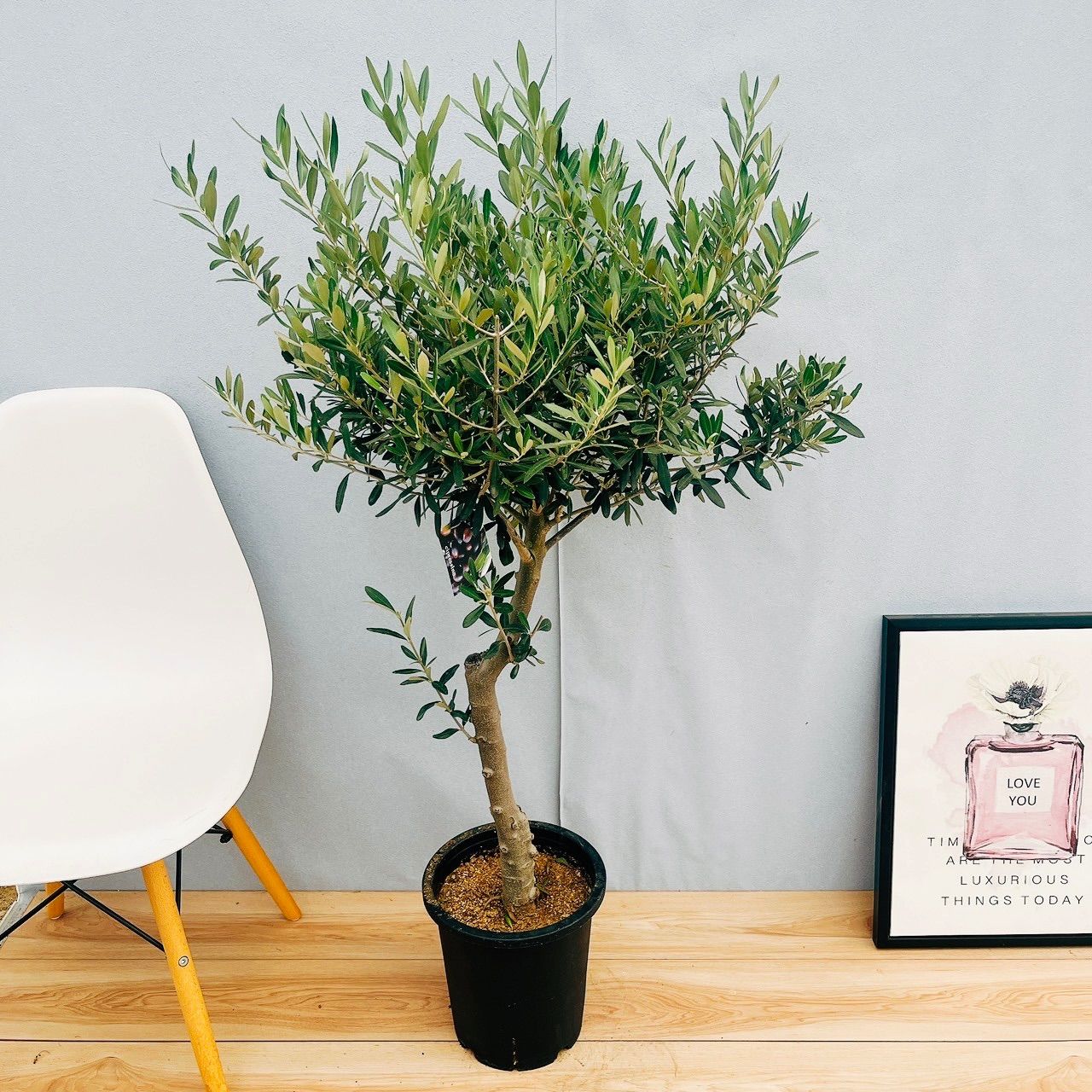 小売業者 【支給品】川崎フロンターレ 2019-2020年シーズン ウインド